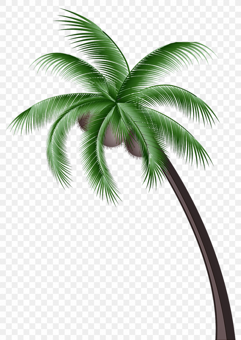 Palm Trees, PNG, 907x1280px, Palm Trees, Arecales, Attalea, Borassus, Coconut Download Free