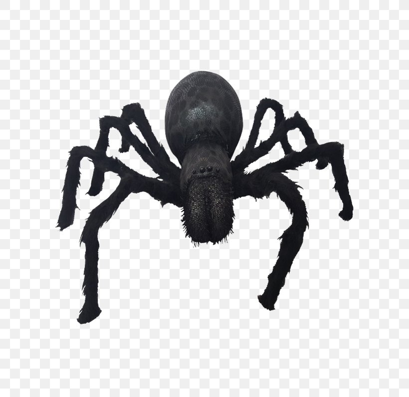 Spider Insect Arachnid, PNG, 600x797px, Spider, Arachnid, Arthropod, Insect, Invertebrate Download Free