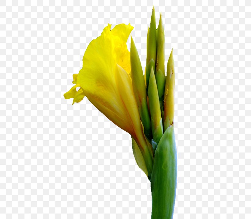 Canna Cut Flowers, PNG, 510x718px, Canna, Bud, Canna Family, Canna Lily, Cannabis Download Free