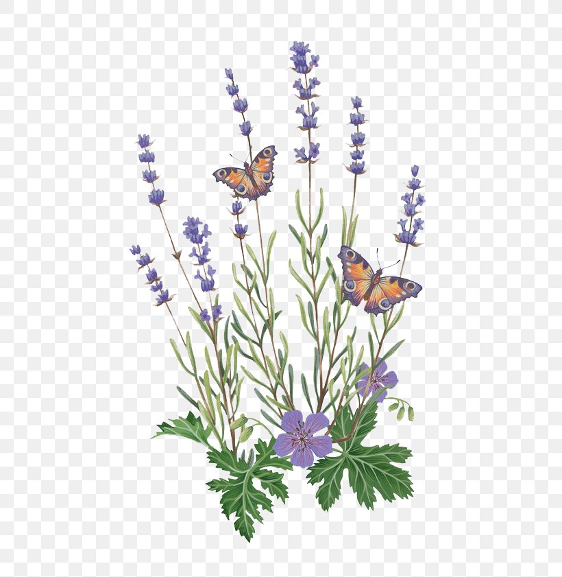 English Lavender Butterfly French Lavender Illustration, PNG, 658x841px, English Lavender, Butterflies And Moths, Butterfly, Cut Flowers, Designer Download Free