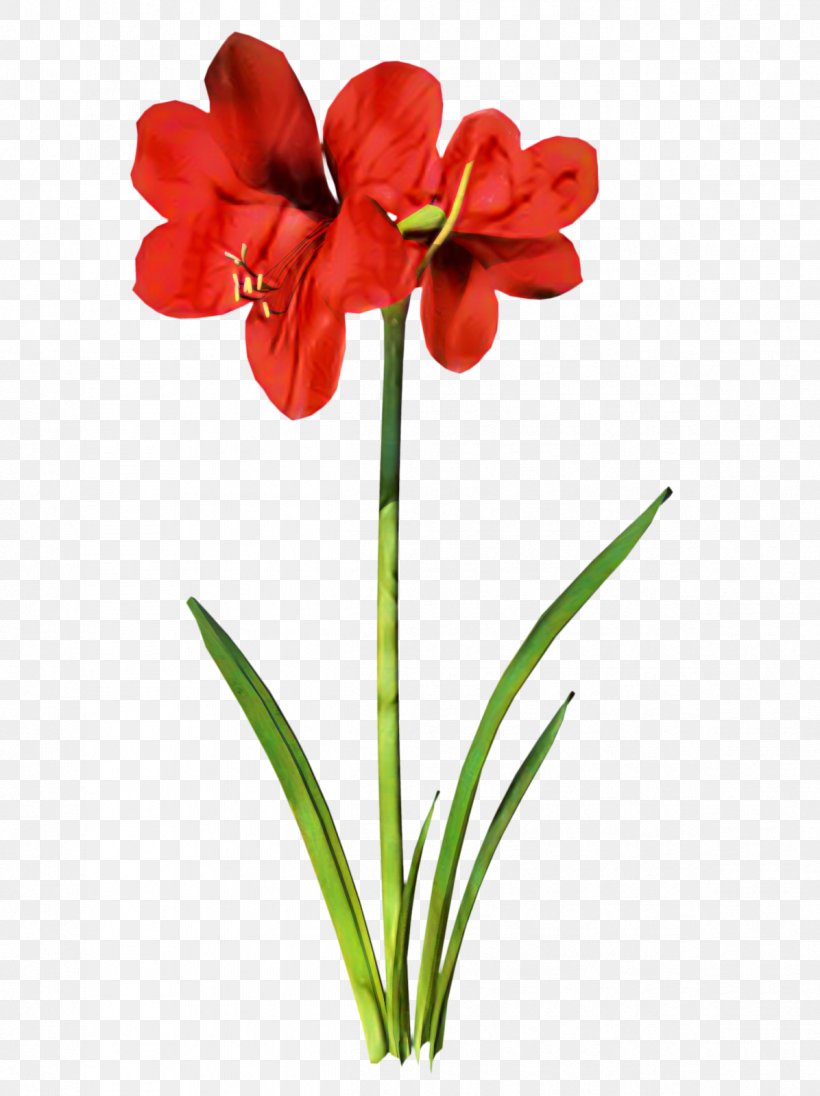 Jersey Lily Flower Clip Art, PNG, 1196x1600px, Jersey Lily, Amaryllis, Amaryllis Belladonna, Amaryllis Family, Botany Download Free
