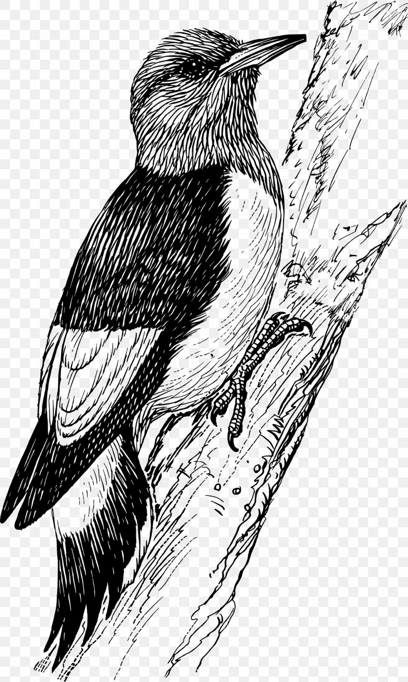 Penguin Bird Downy Woodpecker Red-bellied Woodpecker Clip Art, PNG, 1433x2396px, Penguin, Art, Artwork, Beak, Bird Download Free