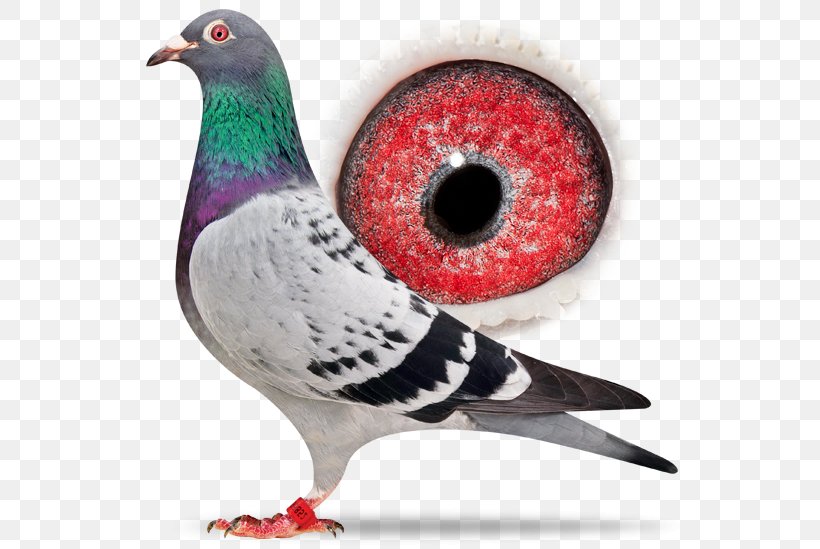 Racing Homer Homing Pigeon Columbidae Bird Pigeon Racing, PNG, 556x549px, Racing Homer, Animal, Beak, Bird, Columbidae Download Free