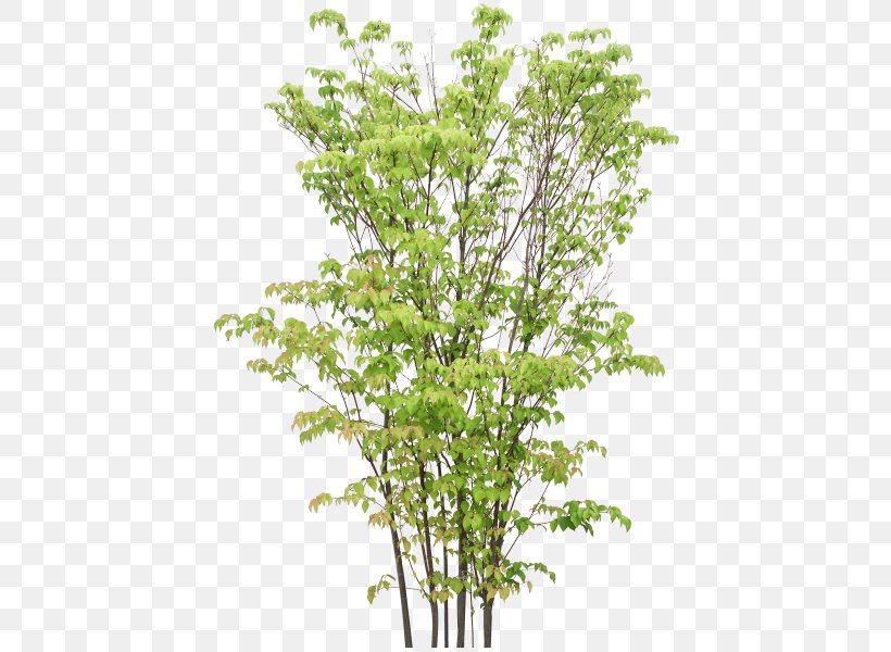 Twig Treelet Shrub, PNG, 440x600px, 2d Computer Graphics, Twig, Branch, Deciduous, Drawing Download Free