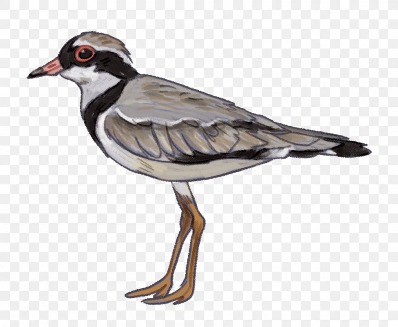 Water Bird Goose Waterfowl Ducks, PNG, 1000x822px, Bird, Beak, Black Swan, Cape Barren Goose, Charadriiformes Download Free