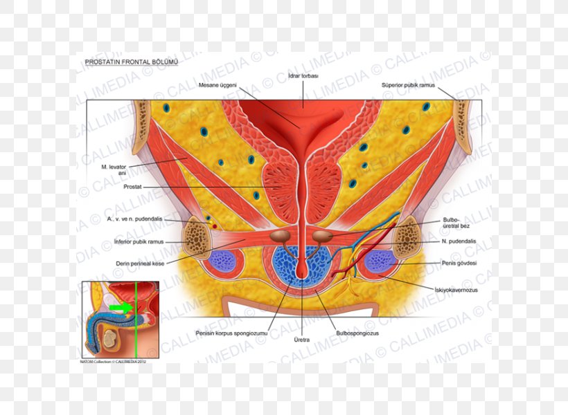 Genitourinary System Human Anatomy Pelvis Urinary Bladder, PNG, 600x600px, Watercolor, Cartoon, Flower, Frame, Heart Download Free
