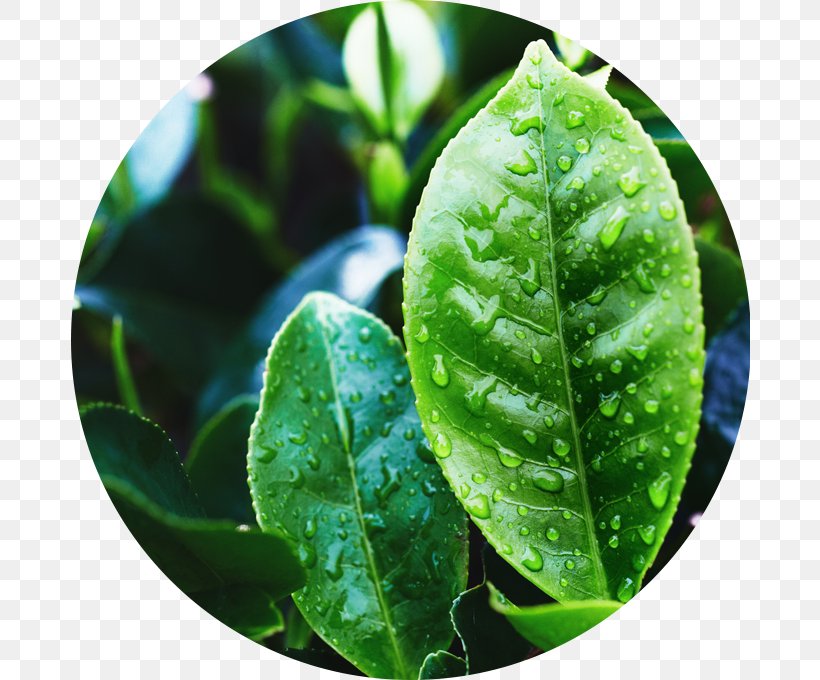 Green Tea Tea Plant Oil Oolong, PNG, 680x680px, Tea, Green Tea, Herb, Leaf, Narrowleaved Paperbark Download Free