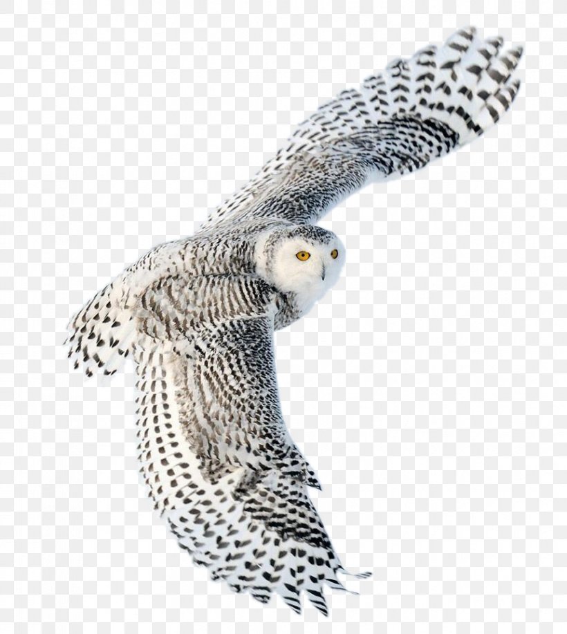 Snowy Owl Bird Desktop Wallpaper Image, PNG, 862x964px, Owl, Barn Owl, Beak, Bird, Bird Of Prey Download Free