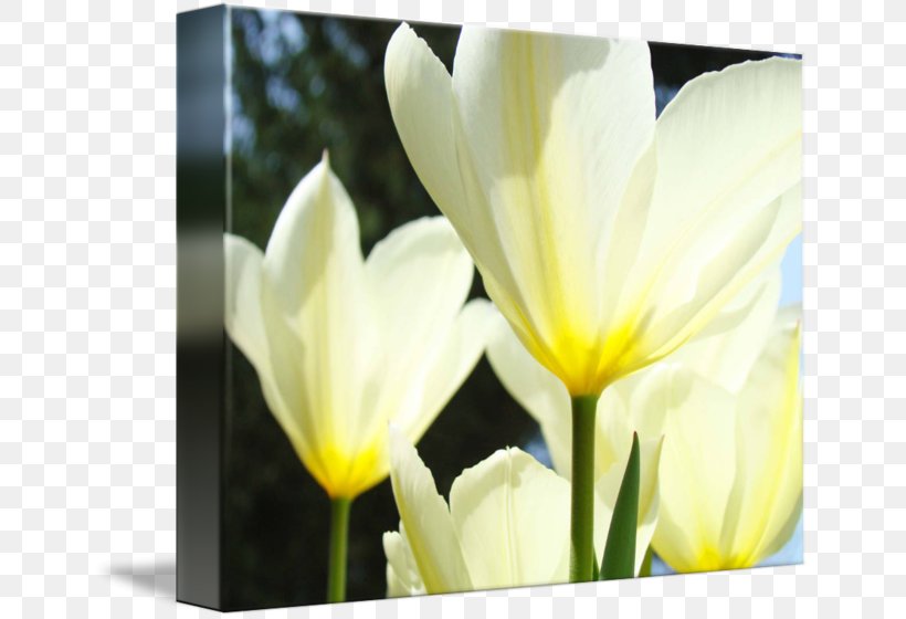Tulip YouTube Flower Yellow, PNG, 650x560px, Tulip, Crocus, Ecard, Flower, Flowering Plant Download Free