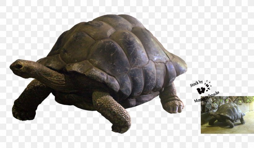 Box Turtle Reptile Tortoise Terrestrial Animal, PNG, 1169x684px, Turtle, Animal, Box Turtle, Emydidae, Figurine Download Free