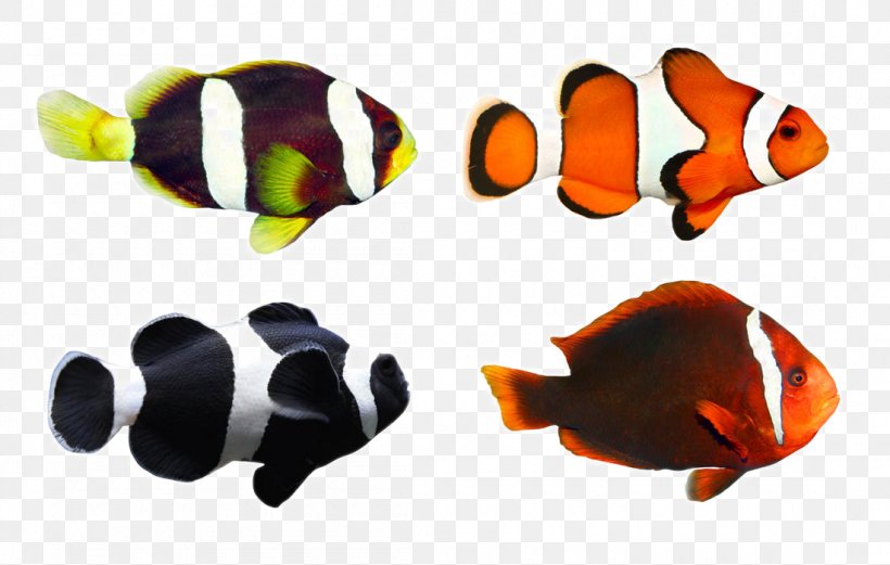 Clownfish Tropical Fish Coral Reef Fish, PNG, 1100x700px, Fish, Aquarium, Clownfish, Coral Reef Fish, Damselfish Download Free