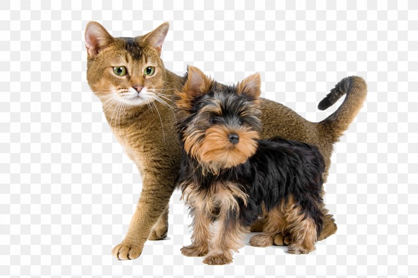 Dog And Cat, PNG, 3008x2000px, Yorkshire Terrier, Australian Silky Terrier, Breed, Cairn Terrier, Canidae Download Free