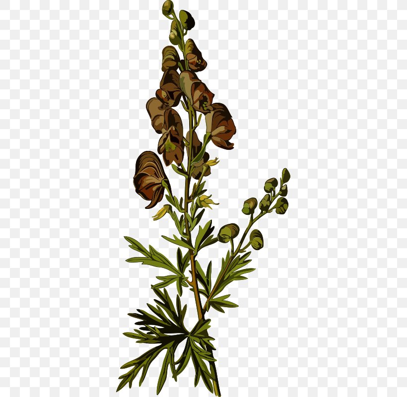 Köhler's Medicinal Plants Aconite Buttercups, PNG, 351x800px, Aconite, Botanical Illustration, Botany, Branch, Buttercups Download Free
