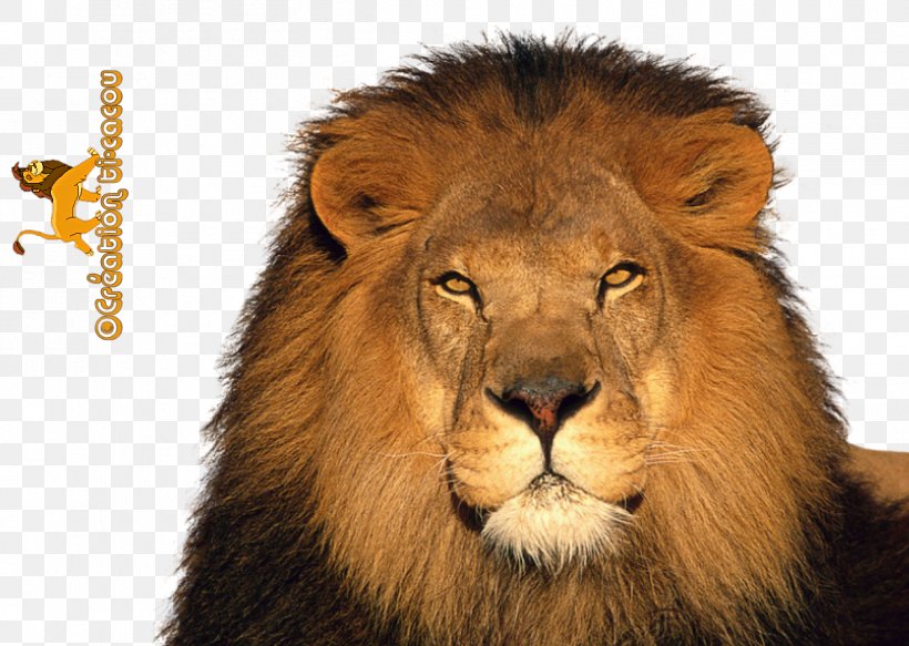 The Lion And The Mouse Jaguar Tiger Leopard, PNG, 1251x890px, Lion, Animal, Big Cat, Big Cats, Carnivoran Download Free
