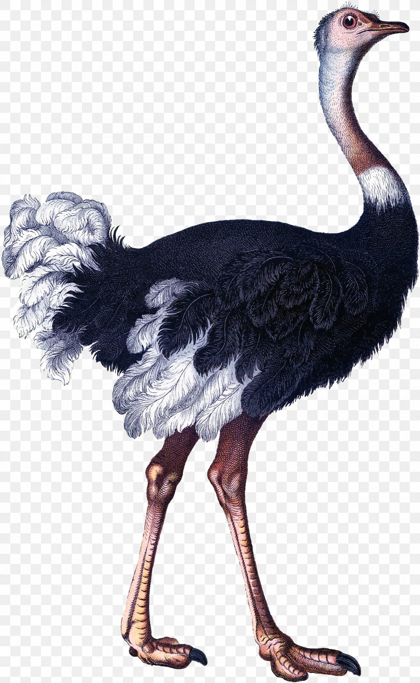 Bird Somali Ostrich Paper Illustration, PNG, 1800x2925px, Bird, Antique, Beak, Bird Egg, Bird Nest Download Free