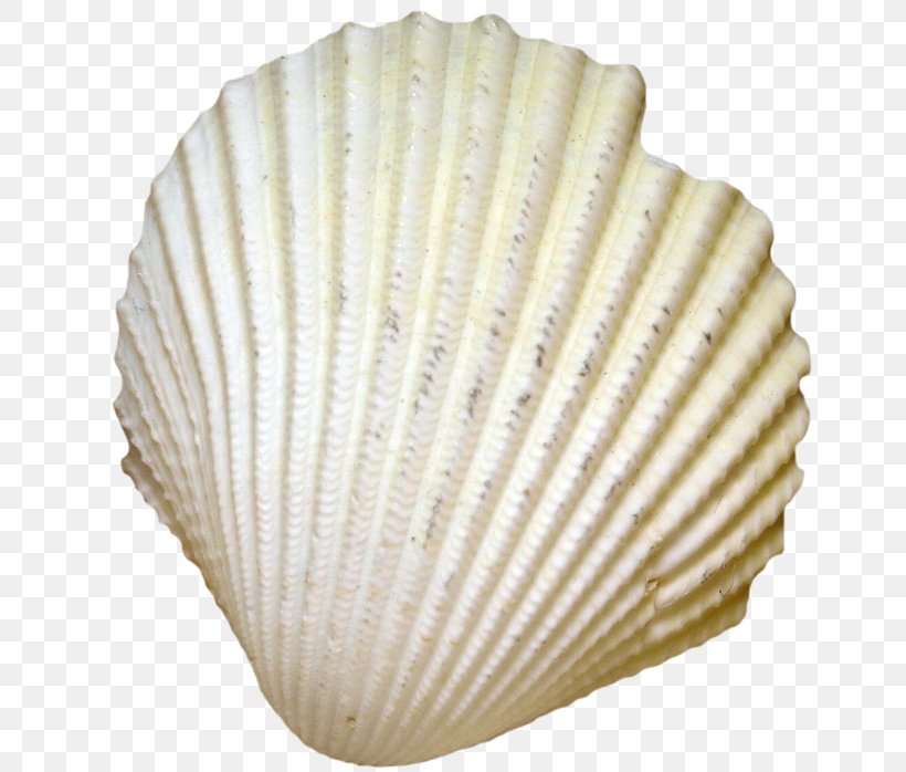 Cockle Seashell Clam Conchology Oyster, PNG, 650x698px, Cockle, Clam, Clams Oysters Mussels And Scallops, Conch, Conchology Download Free