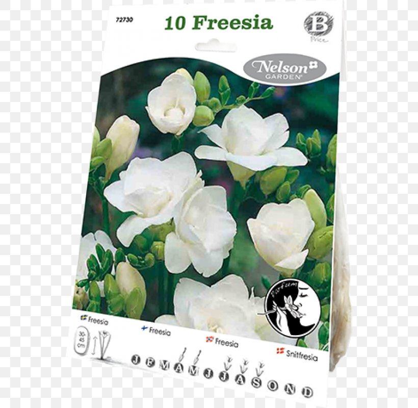 Freesia Cut Flowers Bulb White, PNG, 800x800px, Freesia, Bulb, Cape Jasmine, Cut Flowers, Flower Download Free