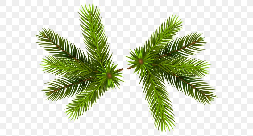 Pine Clip Art, PNG, 600x443px, Pine, Apng, Branch, Cedar, Christmas Ornament Download Free
