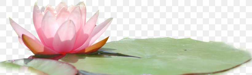 Reiki Meditation Woman Yoga Yogi, PNG, 961x290px, Reiki, Aquatic Plant, Bodywork, Coaching, Cut Flowers Download Free