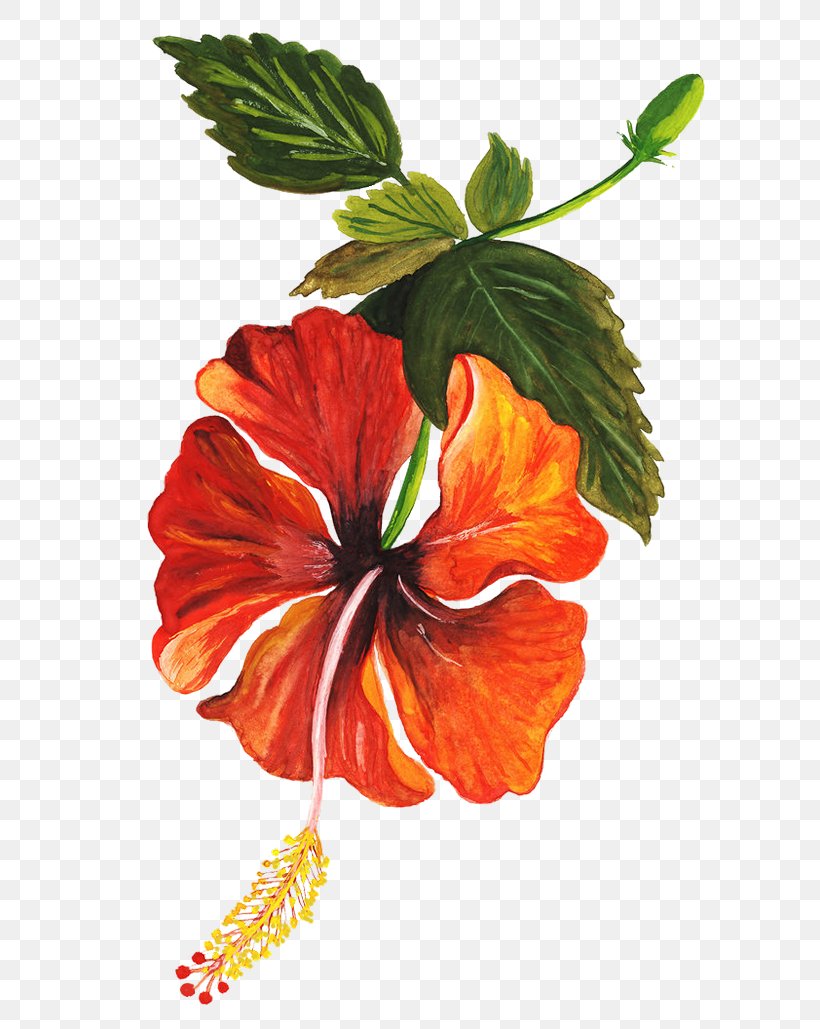 Shoeblackplant Flower Drawing Art, PNG, 600x1029px, Shoeblackplant, Annual Plant, Art, China Rose, Chinese Hibiscus Download Free