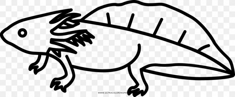 Black And White Drawing Axolotl Coloring Book, PNG, 1000x415px, Black And White, Animal, Area, Art, Artwork Download Free