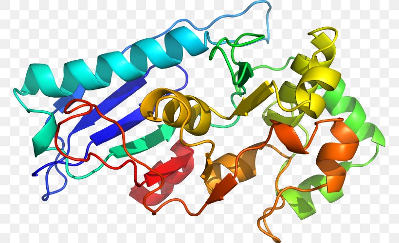 BUB1B Protein Kinase Threonine Gene, PNG, 765x500px, Protein Kinase, Cell Cycle Checkpoint, Cterminus, Enzyme, Gene Download Free