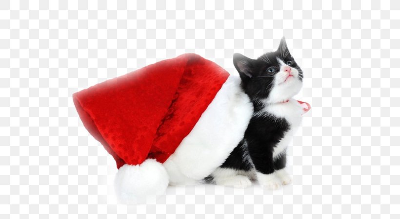Dog And Cat, PNG, 600x450px, Kitten, Black Cat, Cat, Cat Toy, Christmas Download Free