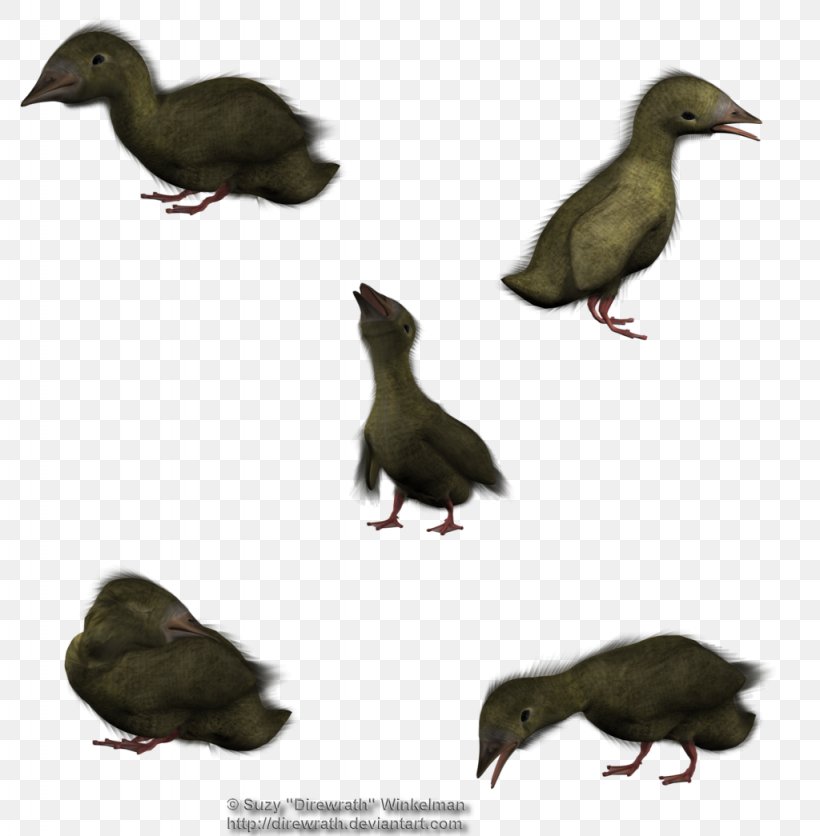 Duck 3D Rendering 3D Computer Graphics DAZ Studio, PNG, 1024x1045px, 3d Computer Graphics, 3d Rendering, Duck, Animal, Beak Download Free