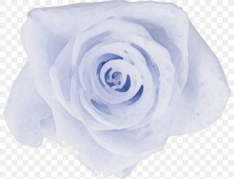 Garden Roses Cabbage Rose Blue Rose Cut Flowers Petal, PNG, 800x626px, Garden Roses, Blue, Blue Rose, Cabbage Rose, Cut Flowers Download Free