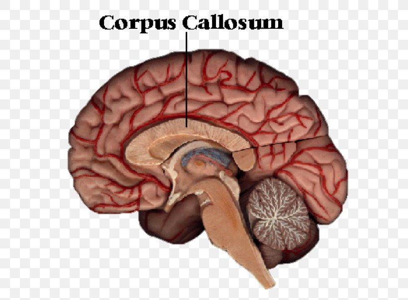 Corpus Callosum Brain Corpus Callosotomy Cerebral Hemisphere Human Body, PNG, 624x604px, Watercolor, Cartoon, Flower, Frame, Heart Download Free