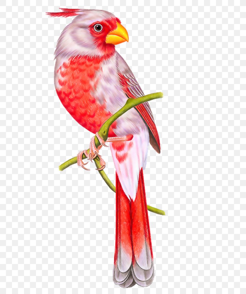 Parrot Bird Owl Beak Conure, PNG, 735x980px, Parrot, Art, Beak, Bird, Conure Download Free