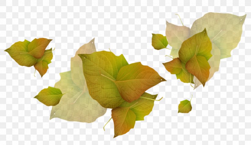 Image Clip Art Psd Leaf, PNG, 1024x593px, Leaf, Autumn, Flower, Petal, Photography Download Free