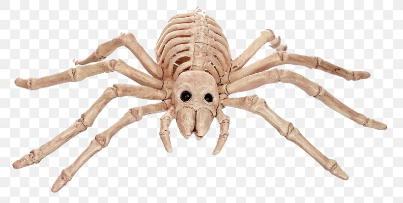 Spider Human Skeleton Bone Vertebrate, PNG, 800x413px, Spider, Animal, Animal Figure, Arachnid, Arthropod Download Free