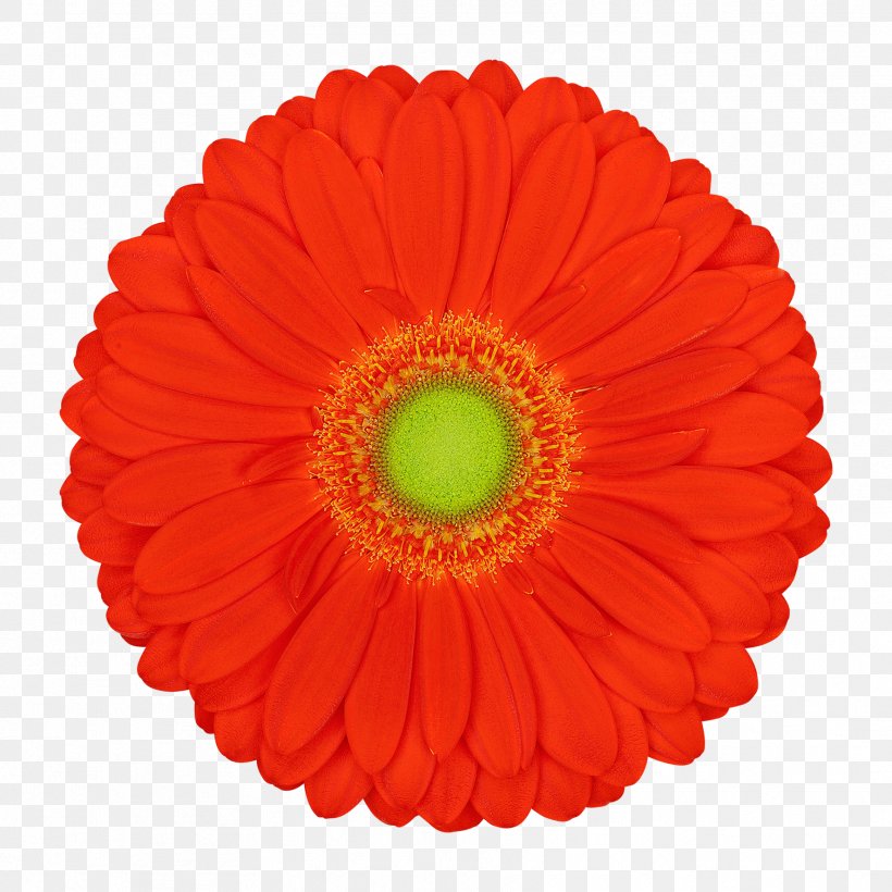 Transvaal Daisy Vector Graphics Cut Flowers Illustration Product, PNG, 1772x1772px, Transvaal Daisy, Color, Cut Flowers, Daisy Family, Floristry Download Free