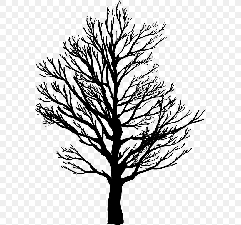 Tree Branch Root Clip Art, PNG, 580x764px, Tree, Black And White, Branch, Fir, Flowering Plant Download Free