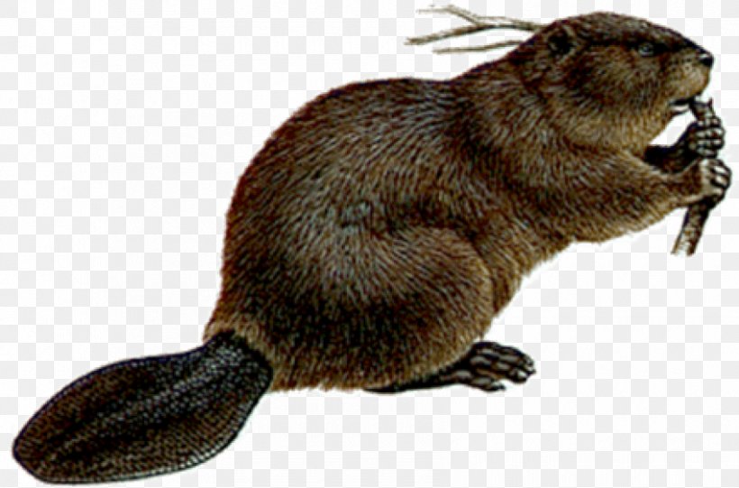 Welcome To The World Of Beavers, PNG, 850x561px, Beaver, Animal Figure, Bit, Camera, Carnivoran Download Free