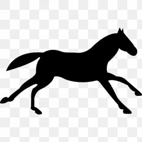 Appaloosa Images, Appaloosa Transparent PNG, Free download