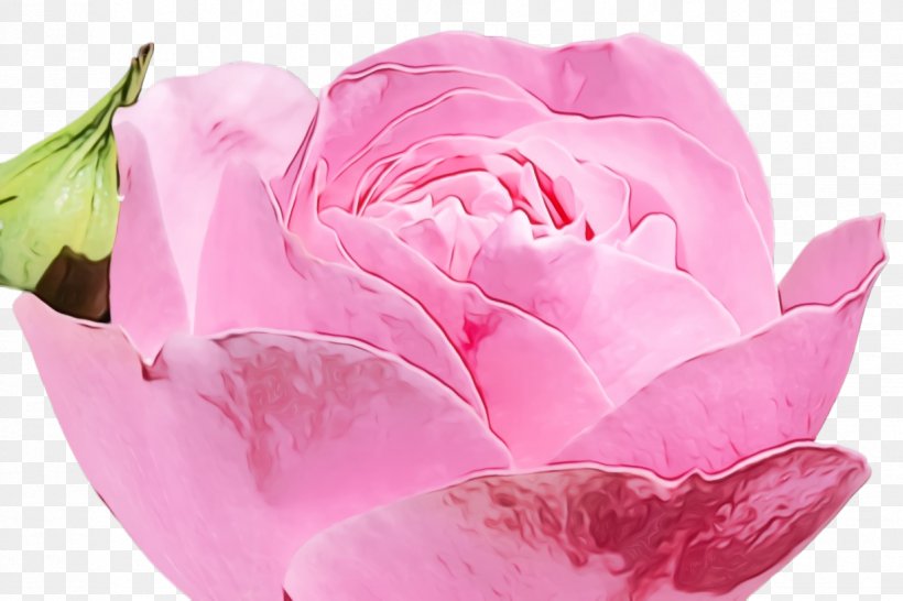 Pink Flower Cartoon, PNG, 1224x816px, Rose, Bloom, Blossom, Cabbage Rose, Closeup Download Free