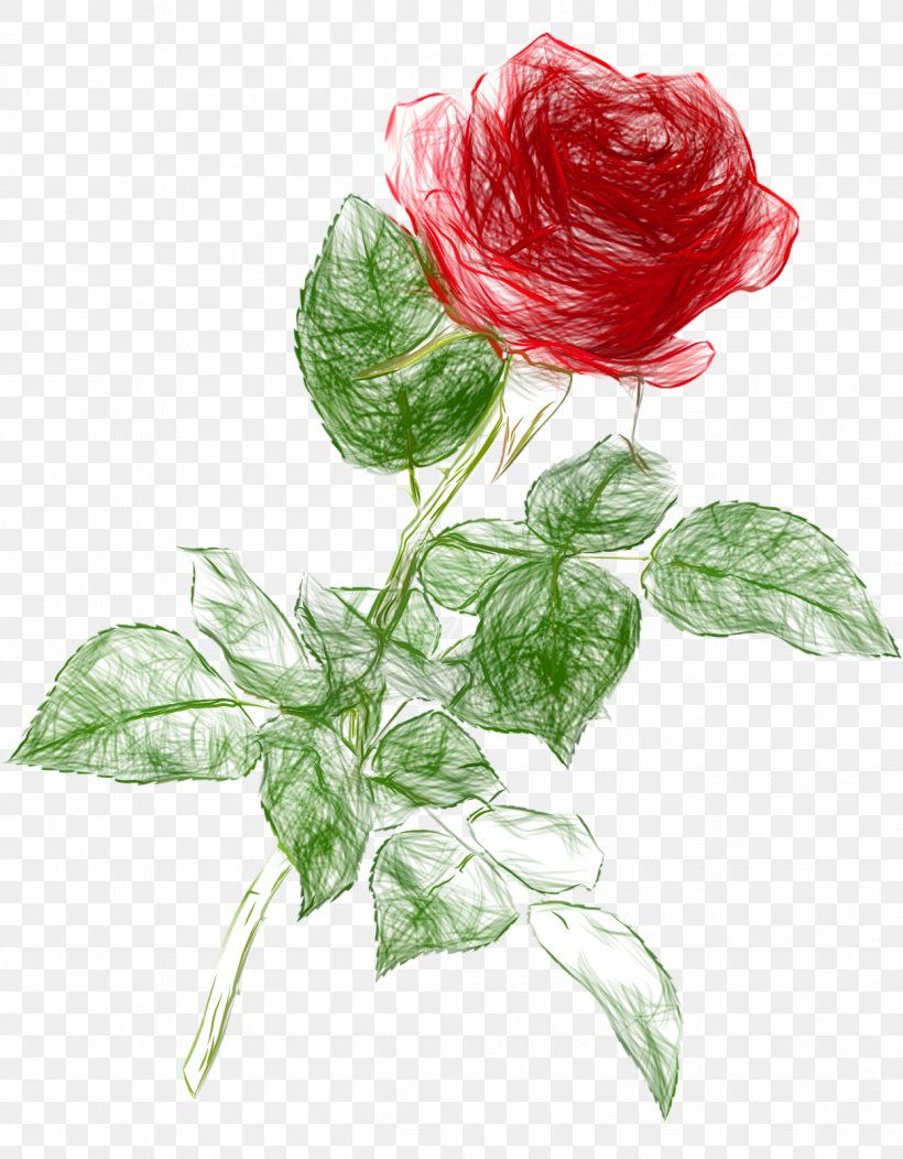 Rose Drawing Clip Art, PNG, 1246x1600px, Rose, Art, Color, Colored Pencil, Cut Flowers Download Free