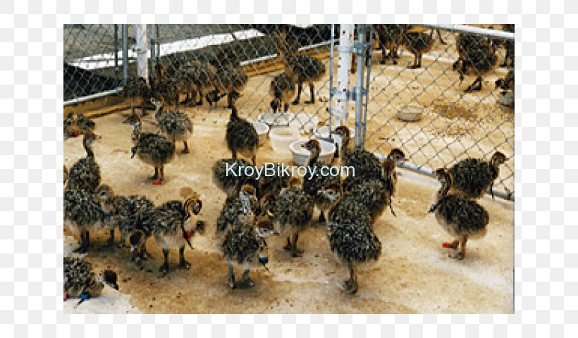 Bird Emu Chicken Sales Somali Ostrich, PNG, 640x480px, Bird, Beak, Chicken, Common Ostrich, Egg Download Free