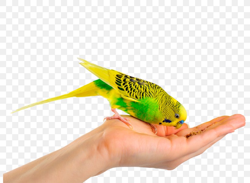 Budgerigar Bird Parrot Cockatiel Parakeet, PNG, 800x600px, Budgerigar, Aviary, Beak, Bird, Bird Food Download Free