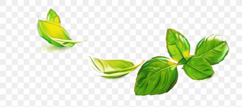 Green Leaf Background, PNG, 1024x454px, Basil, Flower, Food, Green, Herb  Download Free