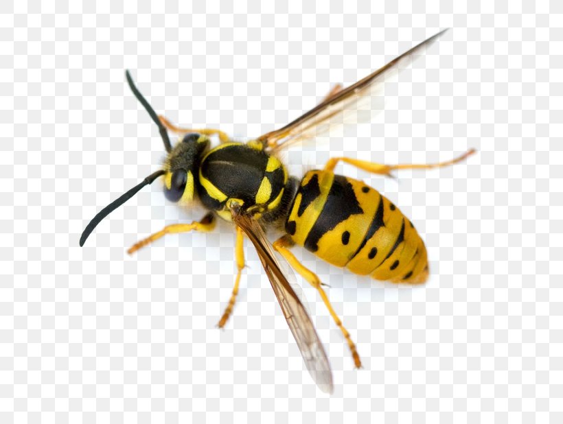 Hornet Characteristics Of Common Wasps And Bees Insect Vespula, PNG, 747x618px, Hornet, Arthropod, Bee, Bee Removal, Beehive Download Free