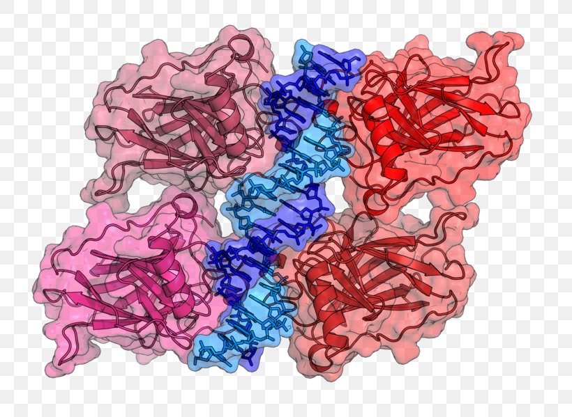 P53 DNA-binding Domain Mutation DNA-binding Protein, PNG, 783x599px, Dna, Apoptosis, Cell, Crystal Structure, Dna Damage Download Free