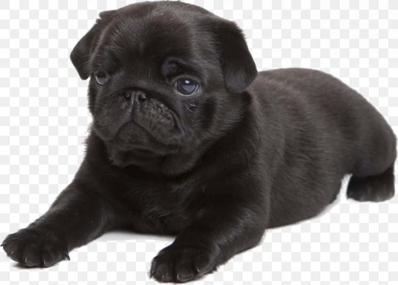 Pug Puppy Beagle Dachshund, PNG, 836x600px, Pug, Beagle, Breed, Carnivoran, Companion Dog Download Free