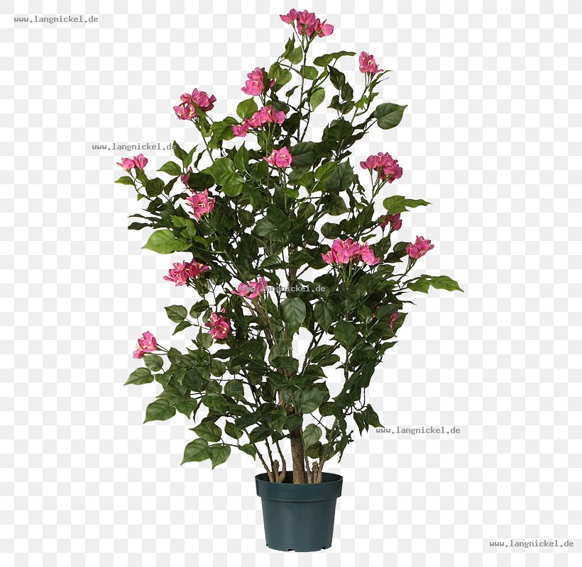 Tree Flowerpot Weeping Fig Green Dracaena Reflexa, PNG, 800x800px, Tree, Branch, Chlorophytum Comosum, Cut Flowers, Dracaena Download Free