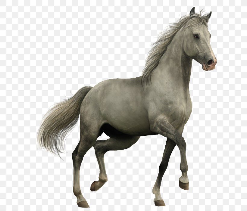 American Paint Horse Akhal-Teke Spanish Mustang Black, PNG, 715x701px, American Paint Horse, Akhalteke, Animal, Black, Bridle Download Free