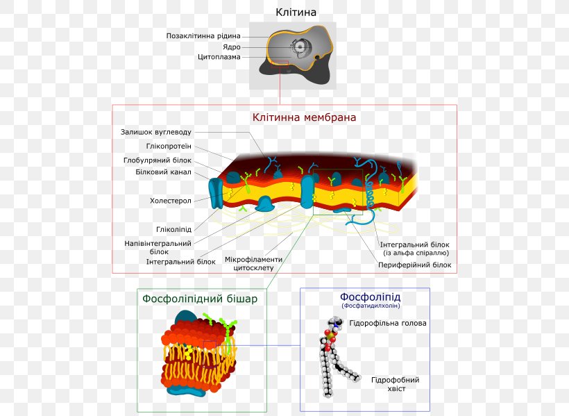 Biological Membrane Cell Membrane Eukaryote Lipid Bilayer, PNG, 511x599px, Biological Membrane, Archaeans, Area, Bacterial Cell Structure, Biology Download Free