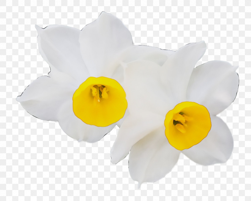 Cut Flowers Moth Orchids Petal Narcissus Flower, PNG, 1270x1016px, Watercolor, Biology, Cut Flowers, Flower, Moth Orchids Download Free