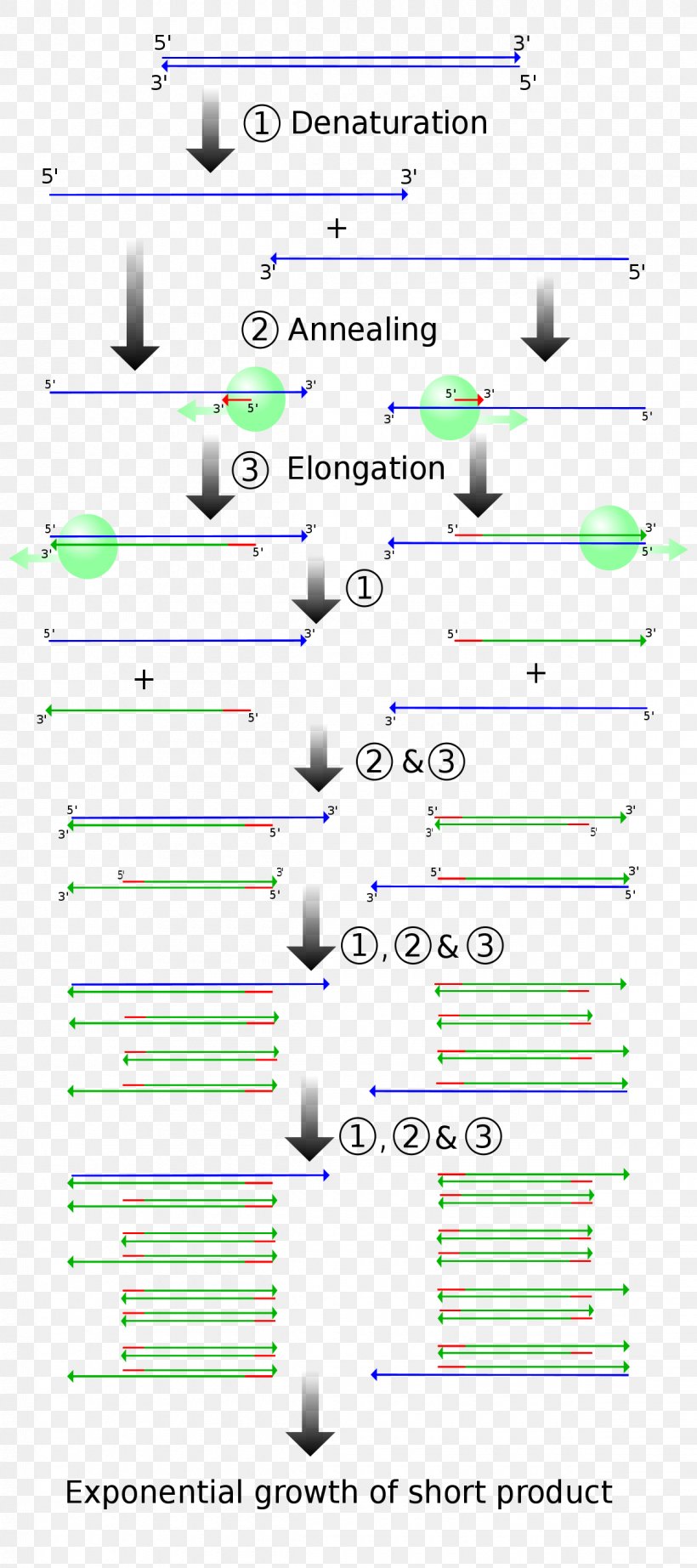 Polymerase Chain Reaction Molecular Cloning DNA Polymerase, PNG, 1200x2700px, Polymerase Chain Reaction, Area, Cloning, Cloning Vector, Diagram Download Free